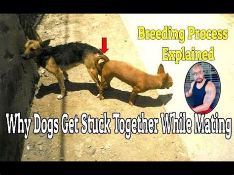 dog intercourse|Why Do Dogs Get Stuck Together After Mating